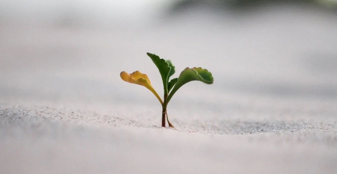 Role of Emotional Intelligence in Personal Growth